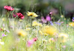 Fototapeta pltno 174 x 120, 236066014 - wildblumenwiese natur banner pastell