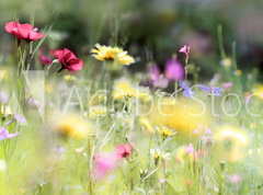 Fototapeta pltno 330 x 244, 236066014 - wildblumenwiese natur banner pastell