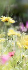 Samolepka na dvee flie 90 x 220, 236066014 - wildblumenwiese natur banner pastell