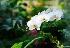 Samolepka flie 145 x 100, 23609645 - Tropical forest