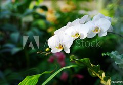 Fototapeta papr 184 x 128, 23609645 - Tropical forest
