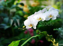 Fototapeta pltno 330 x 244, 23609645 - Tropical forest