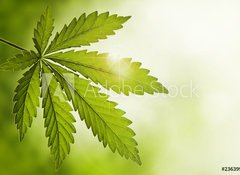 Samolepka flie 100 x 73, 23639957 - Cannabis leaf - List konop