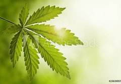 Samolepka flie 145 x 100, 23639957 - Cannabis leaf