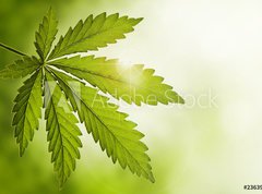 Samolepka flie 270 x 200, 23639957 - Cannabis leaf