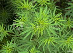 Samolepka flie 100 x 73  Cannabis, 100 x 73 cm