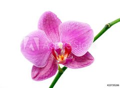 Fototapeta pltno 330 x 244, 23735286 - 