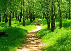 Fototapeta pltno 160 x 116, 23843202 - green forest - zelen les