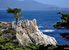 Samolepka flie 100 x 73, 23885675 - The Lone Cypress in Pebble Beach, 17 Mile Drive, Monterey - Lone Cypress v Pebble Beach, 17 Mile Drive, Monterey