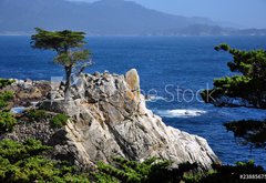 Fototapeta145 x 100  The Lone Cypress in Pebble Beach Mile Drive, Monterey, 145 x 100 cm