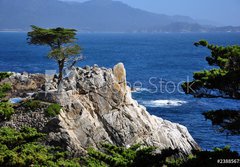 Fototapeta papr 184 x 128, 23885675 - The Lone Cypress in Pebble Beach, 17 Mile Drive, Monterey