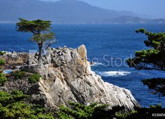 Fototapeta papr 254 x 184, 23885675 - The Lone Cypress in Pebble Beach, 17 Mile Drive, Monterey