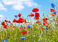 Samolepka flie 100 x 73  blumenwiese, 100 x 73 cm