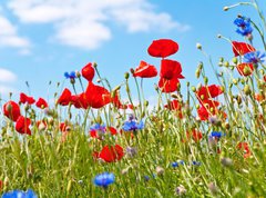Samolepka flie 270 x 200  blumenwiese, 270 x 200 cm