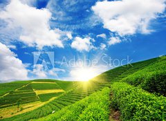 Samolepka flie 100 x 73, 23924390 - Beautiful pattern of bright, green tea garden on the hill - Krsn vzor svtl zelen zahrady na kopci
