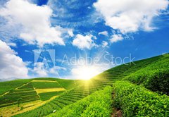 Samolepka flie 145 x 100  Beautiful pattern of bright, green tea garden on the hill, 145 x 100 cm