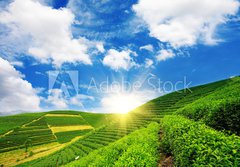 Fototapeta184 x 128  Beautiful pattern of bright, green tea garden on the hill, 184 x 128 cm