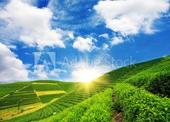 Samolepka flie 200 x 144  Beautiful pattern of bright, green tea garden on the hill, 200 x 144 cm