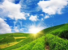 Fototapeta vliesov 270 x 200, 23924390 - Beautiful pattern of bright, green tea garden on the hill