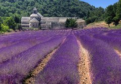 Fototapeta vliesov 145 x 100, 23986776 - France - Paca - Abbaye de Senanque - Francie