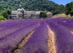 Fototapeta plátno 160 x 116, 23986776 - France - Paca - Abbaye de Senanque - Francie