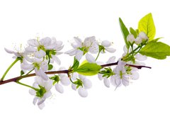 Samolepka flie 100 x 73, 24127573 - white cherry blossom close-up - bl teov kvt zavt
