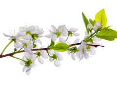 Samolepka flie 100 x 73  white cherry blossom close up, 100 x 73 cm