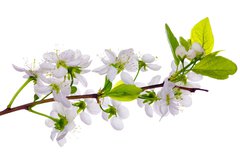 Samolepka flie 145 x 100, 24127573 - white cherry blossom close-up - bl teov kvt zavt