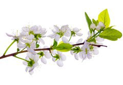 Fototapeta papr 184 x 128, 24127573 - white cherry blossom close-up - bl teov kvt zavt