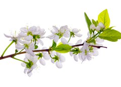 Samolepka flie 200 x 144, 24127573 - white cherry blossom close-up - bl teov kvt zavt