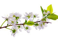 Fototapeta pltno 240 x 174, 24127573 - white cherry blossom close-up