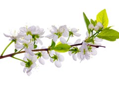 Fototapeta papr 254 x 184, 24127573 - white cherry blossom close-up