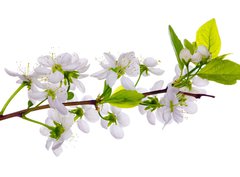 Fototapeta pltno 330 x 244, 24127573 - white cherry blossom close-up