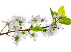 Fototapeta papr 360 x 266, 24127573 - white cherry blossom close-up