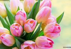 Samolepka fólie 145 x 100, 241402098 - Spring flowers. Living coral tulip bouquet on the bokeh background. - Jarní květiny. Živá korálová kytice tulipánů na pozadí bokeh.