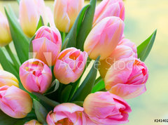 Samolepka flie 270 x 200, 241402098 - Spring flowers. Living coral tulip bouquet on the bokeh background. - Jarn kvtiny. iv korlov kytice tulipn na pozad bokeh.