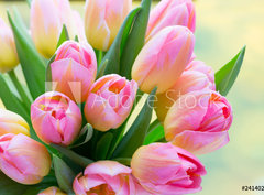 Fototapeta papr 360 x 266, 241402098 - Spring flowers. Living coral tulip bouquet on the bokeh background. - Jarn kvtiny. iv korlov kytice tulipn na pozad bokeh.