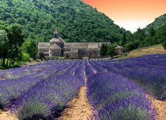 Fototapeta papr 254 x 184, 24141641 - France - Paca - Abbaye de Senanque