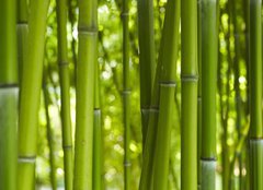 Fototapeta160 x 116  Bambus Bamboo 06, 160 x 116 cm