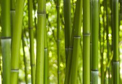 Fototapeta174 x 120  Bambus Bamboo 06, 174 x 120 cm