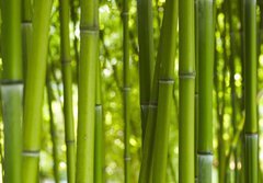 Fototapeta184 x 128  Bambus Bamboo 06, 184 x 128 cm