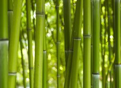 Fototapeta pltno 240 x 174, 24255297 - Bambus Bamboo 06