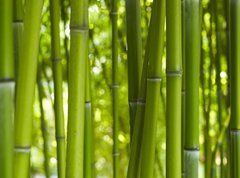 Fototapeta vliesov 270 x 200, 24255297 - Bambus Bamboo 06