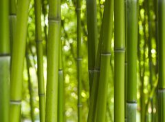 Fototapeta pltno 330 x 244, 24255297 - Bambus Bamboo 06