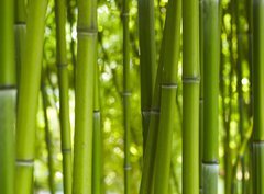 Fototapeta360 x 266  Bambus Bamboo 06, 360 x 266 cm