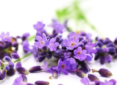 Fototapeta pltno 240 x 174, 24305034 - Aroma, Lavendel - Aroma, levandule