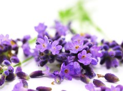 Fototapeta pltno 330 x 244, 24305034 - Aroma, Lavendel - Aroma, levandule