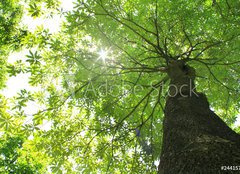 Fototapeta pltno 240 x 174, 24415772 - The natural - Prodn