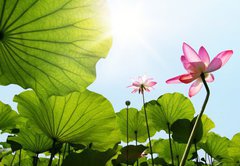 Fototapeta174 x 120  Lotus, 174 x 120 cm