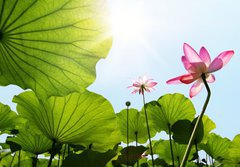 Fototapeta184 x 128  Lotus, 184 x 128 cm